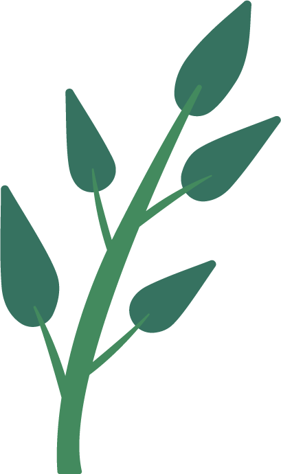 Illustration d'une plante